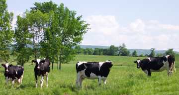 Beau Vine and the Buckamoos